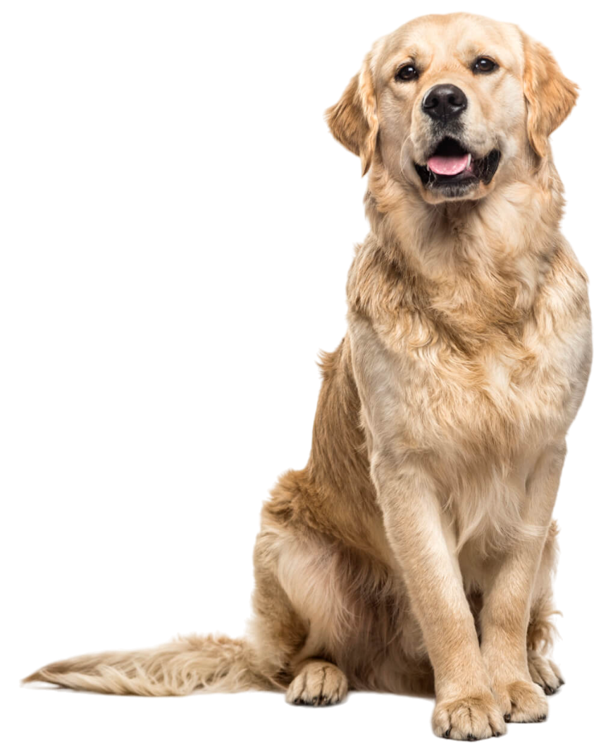 Veterinary Medical & Surgical Hospital of Topeka